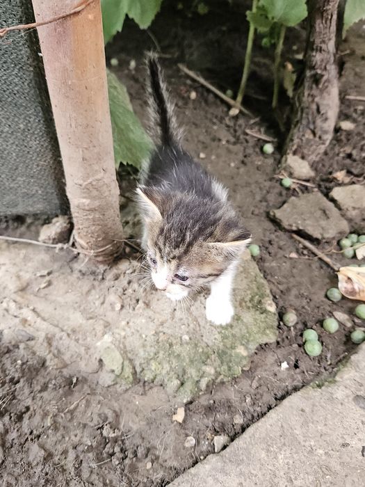 Adoptie pui de caini/pisica