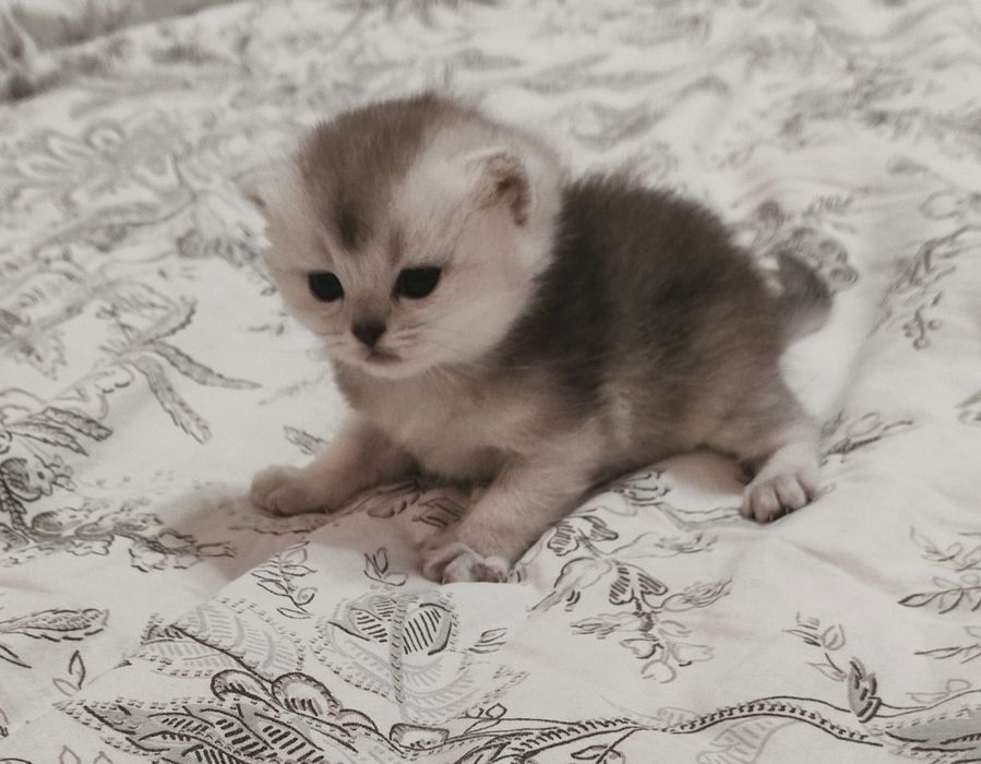 Продаются котята