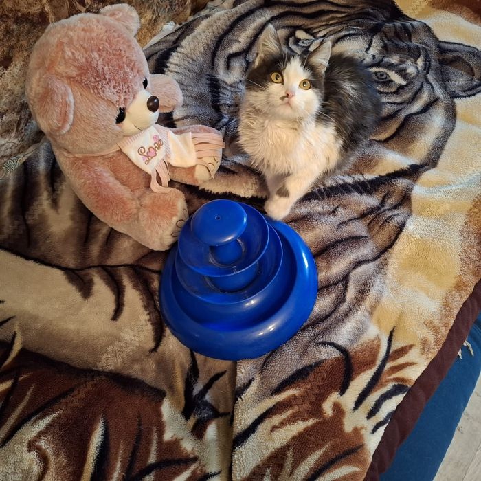 Отдам в хорошие руки