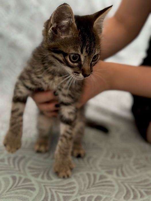 Отдам котенка бесплатно