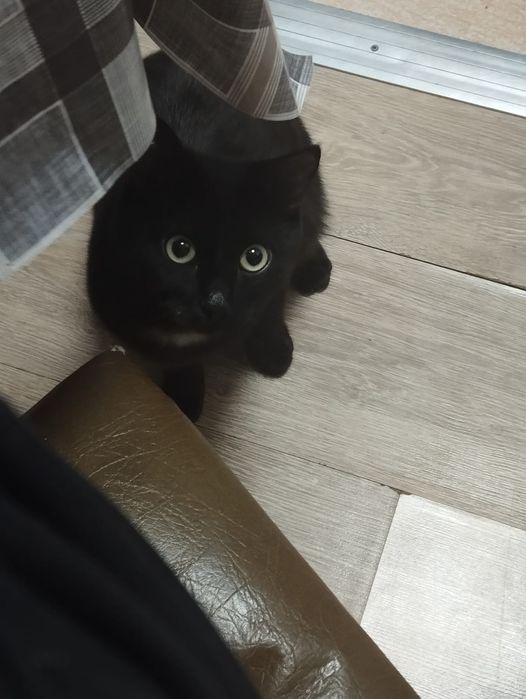 Котик в добрые руки