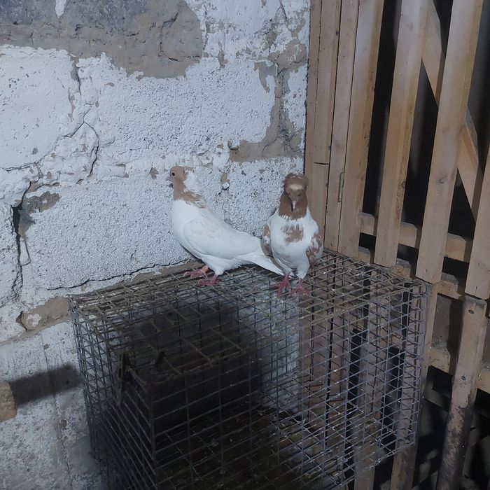 Сарыбас двух чуби  чубати пара