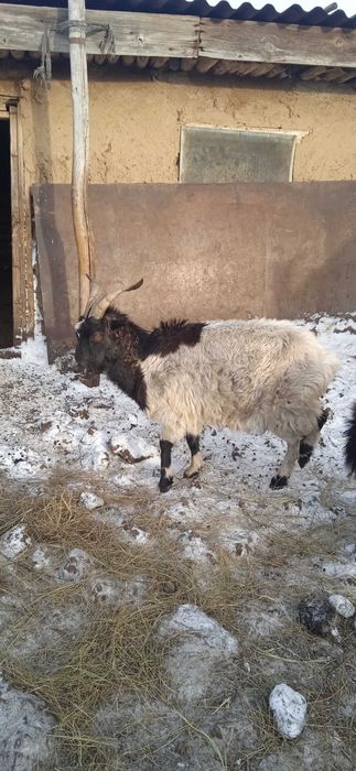 Продам коз 3 головы