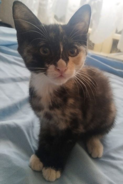 Котята бесплатно