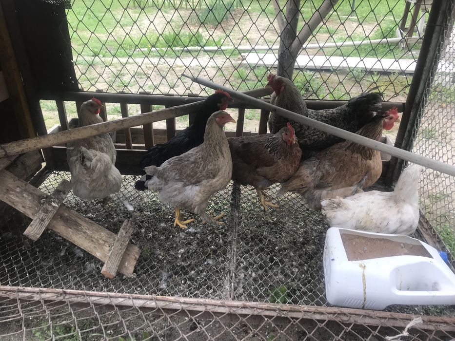 Куры                  .