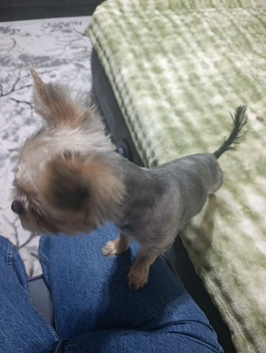 Срочно продам собаку Йорк 4 месяца мальчика очень хороший милый игривы