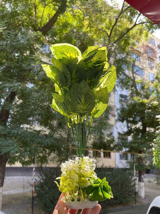 Akvarum va baliq magazin