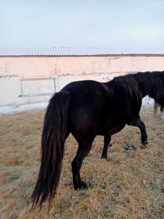 Кобылка на продажу