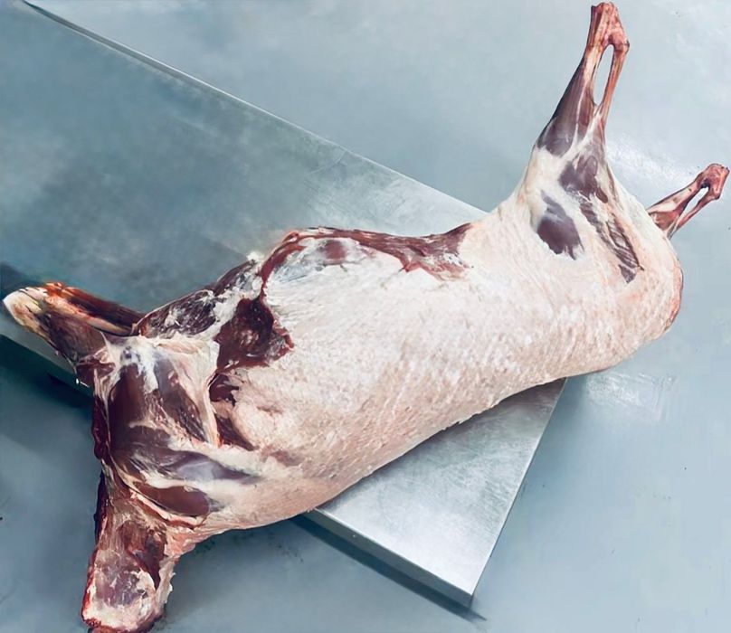 Ақбөкен еті, киік, сайгак