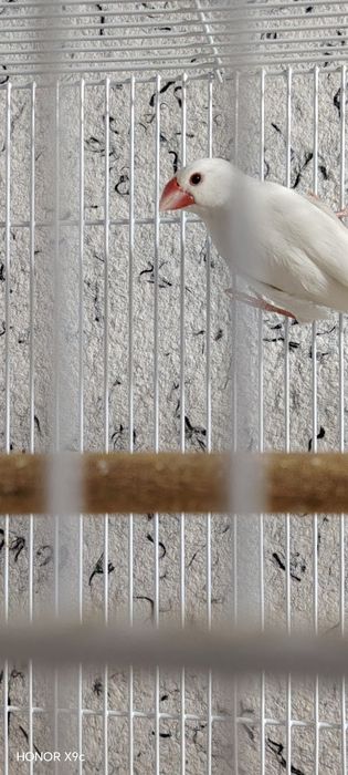 Рисовая амадина сотилади