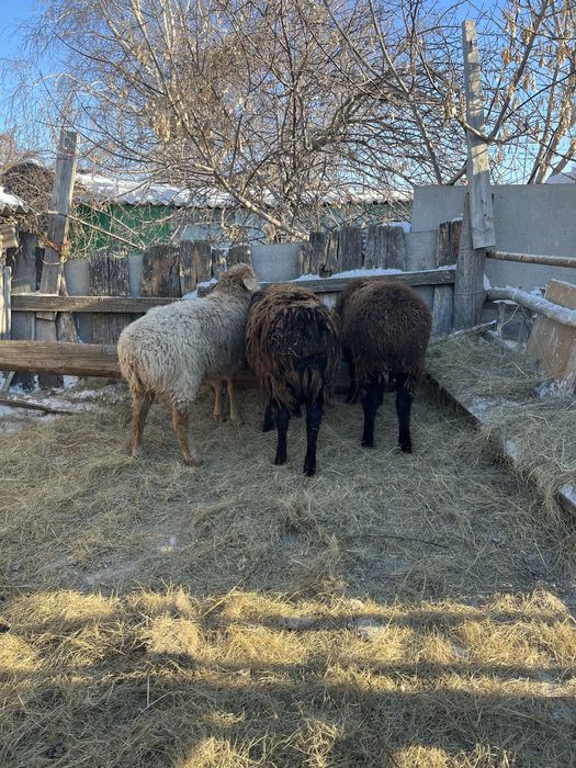 3 кошкар сатылады,откорм