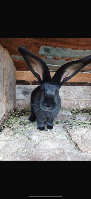 Iepure  uriaș german