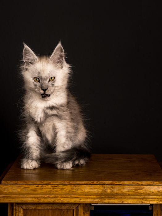 Pui maine coon cu pedigree 3 luni