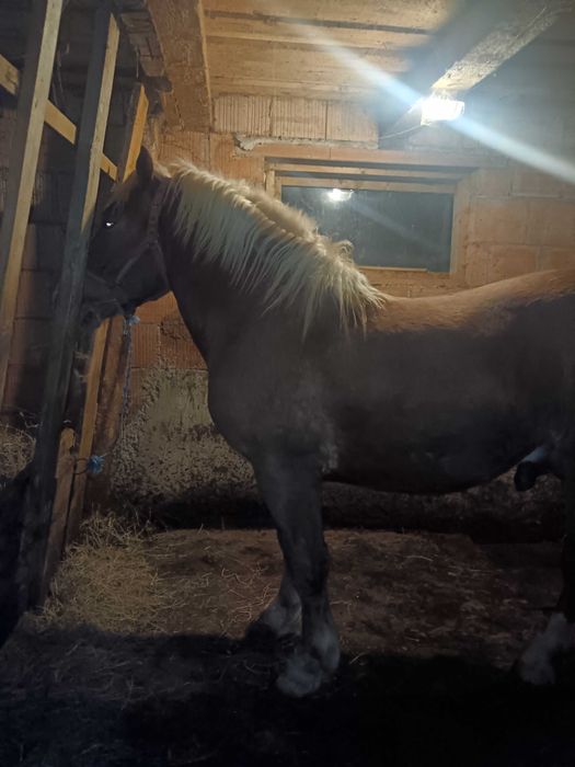 Vând pereche manzi!