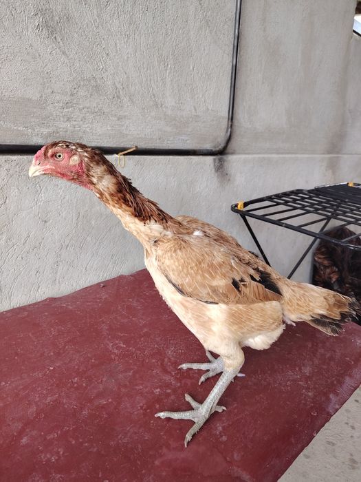 Бойцовский жұмытрка яйца