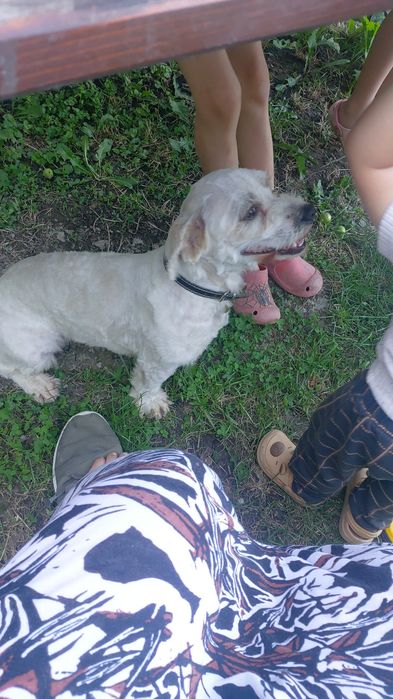 Donez bishon adult