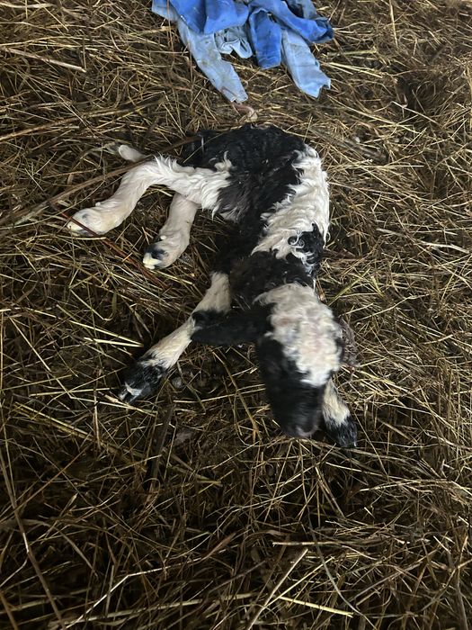 Vand 2 oi cu 2 berbecuti mici