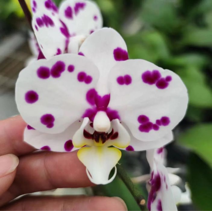 Взрослые орхидеи