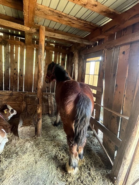 Mânz armăsar 10 luni