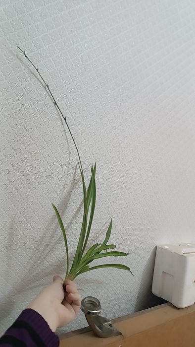 Хлорофитум (детки)