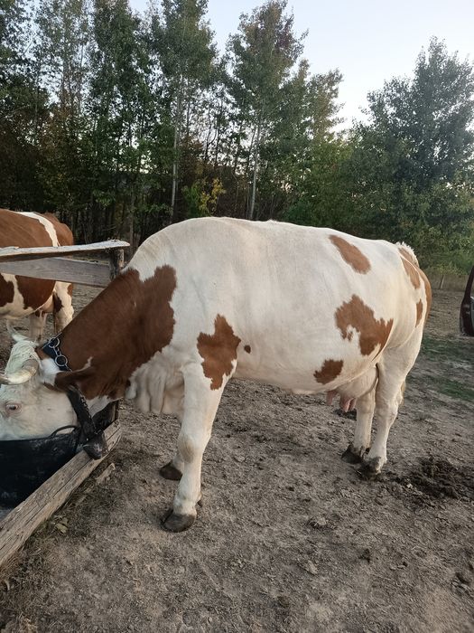 Vând 3 vaci foarte bune de lapte și o vitea de 1 an și 2 luni