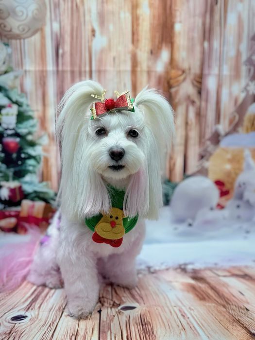 Salon Coafura Canina Arad -centru!