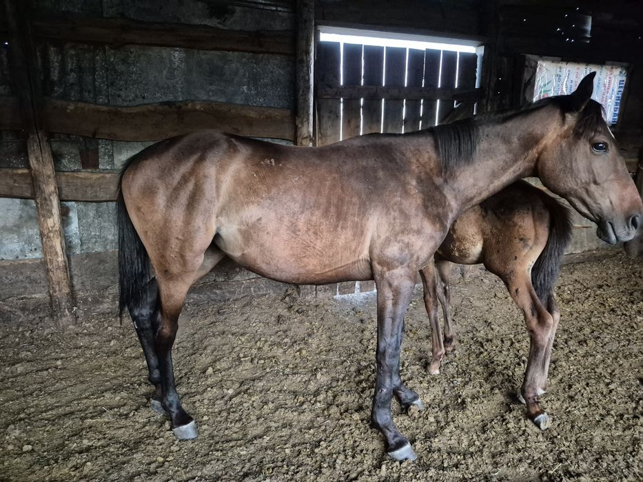 2жасар ағылшын байтал сатылады