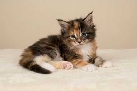 Котята Мейн-Кун.  Бронь открыта.