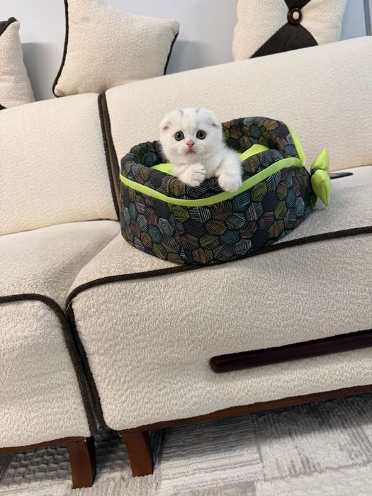 Продается котенок Шотландиялық