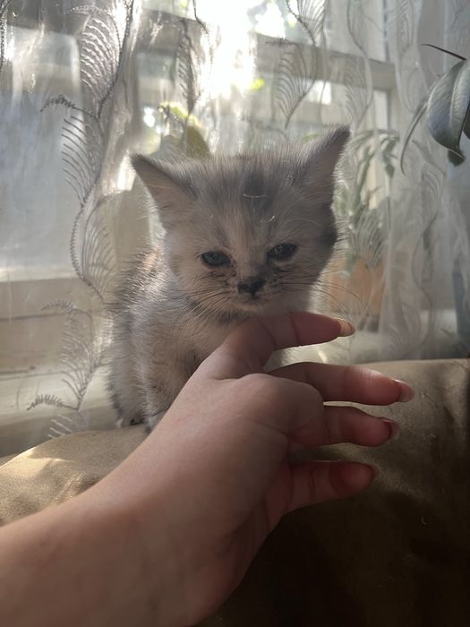 Котята в добрые руки!