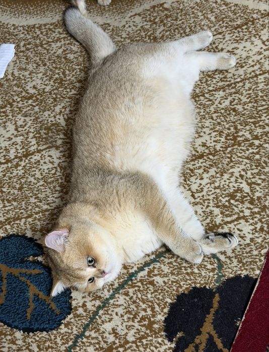 Золотой Британец