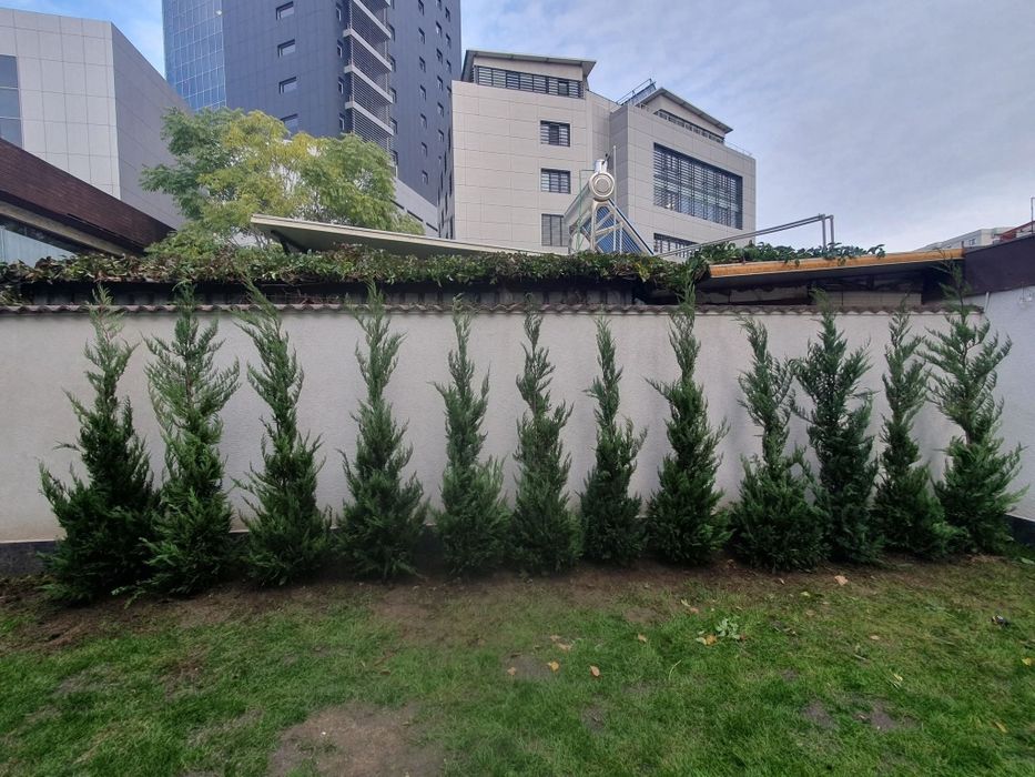 Leylandy cupressocyparis (tuia leylandii)