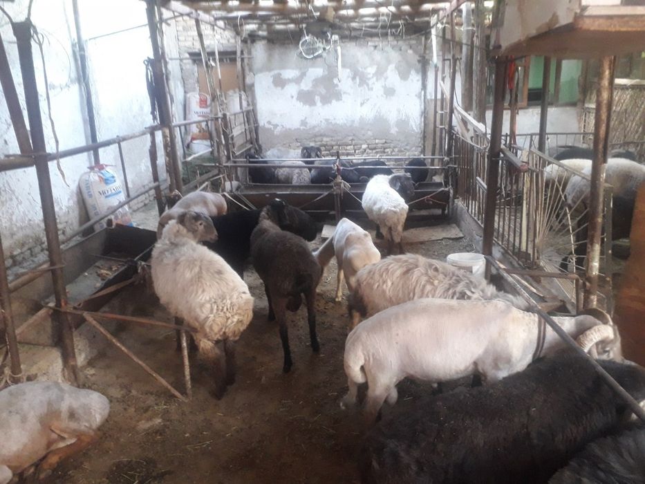 кучкорлар сотилади