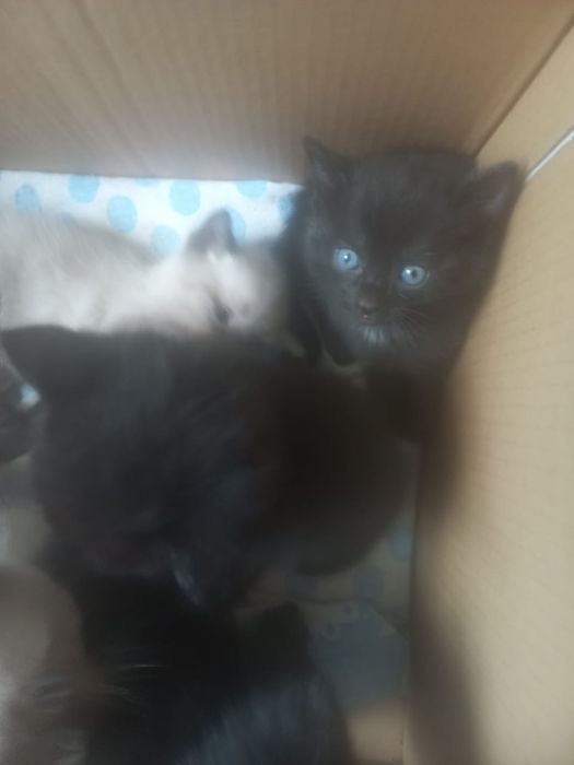 Отдам котят в добрые руки