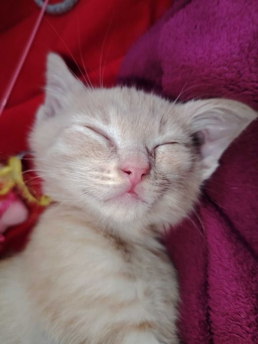 Отдам котёнка в добрые руки