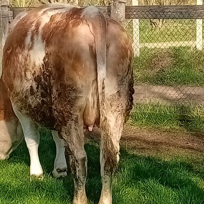 Vând juninca gestanta in 8 luni.