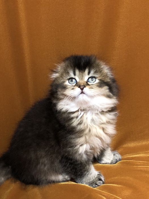 Скоттиш фолд! Мальчик!