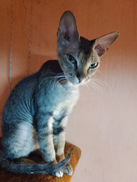 Котята сфинкс 1 месяц