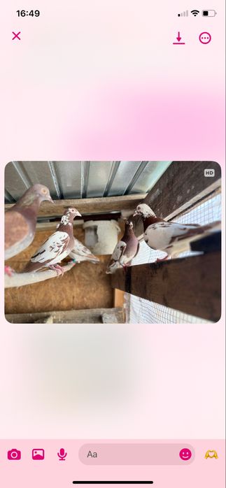 Vand porumbei meulemans ,o pereche