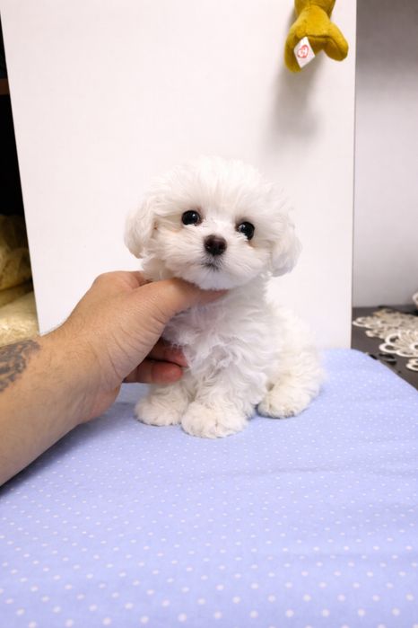Bichon Maltez Mini Toy