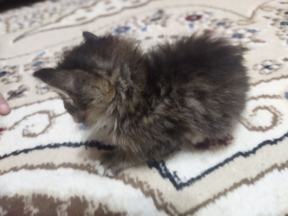 Котёнок ищет семью