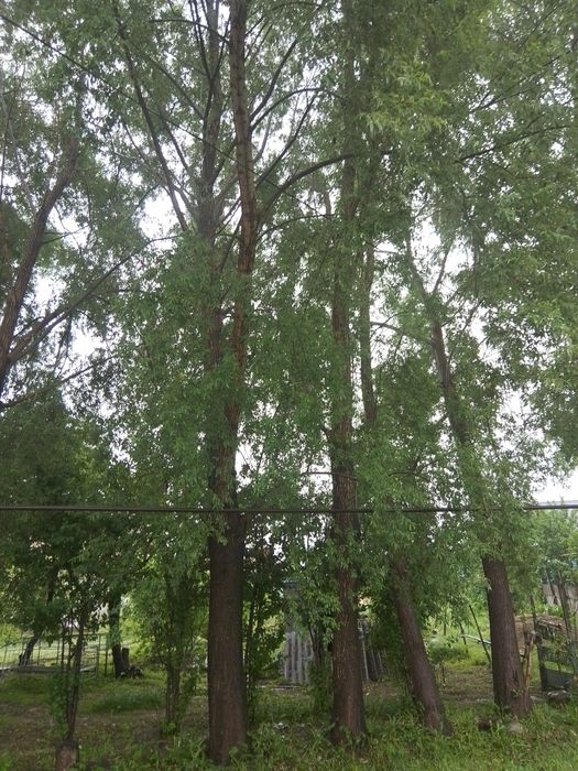 Продам деревья . Тополь карагач . Для стройки , для бани. Ватсап