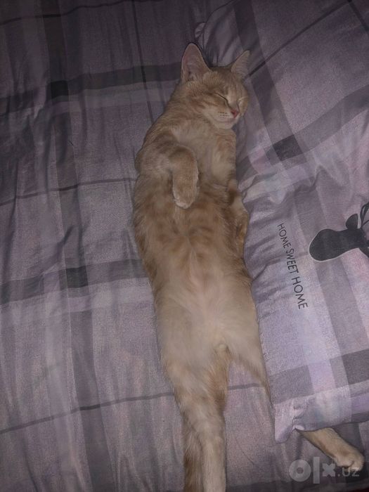 Котик приглашает кошечку на вязку