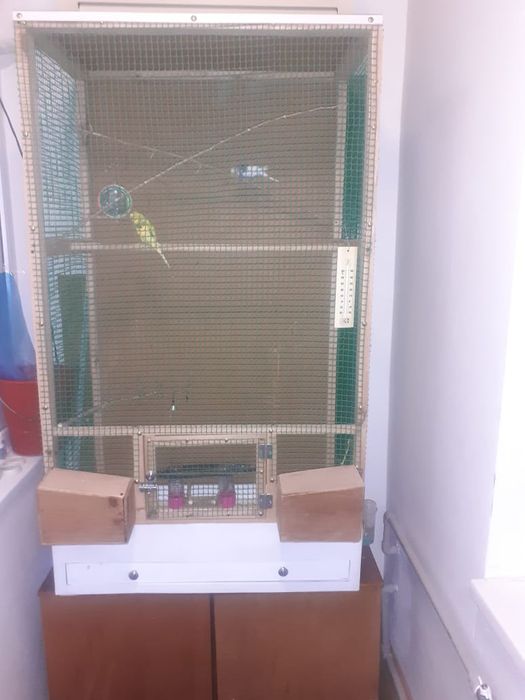Продам клетку и двух попугаев