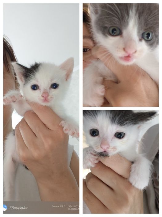Котята возраст 1.5 мес