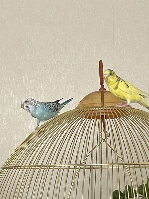 Попугай с золотой клеткой