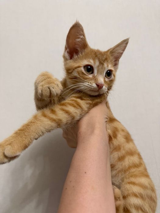 Котенок бесплатно