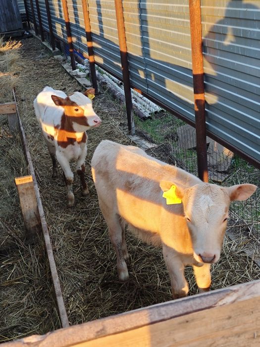 Продам 2 телочек 4 месяцев