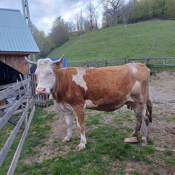 Vând vaca bălțată
