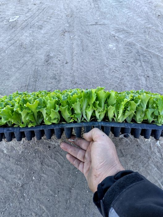 Разсад  салата (марули)